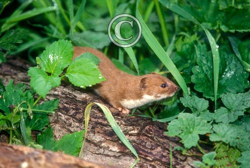 Weasel 2 DM0360